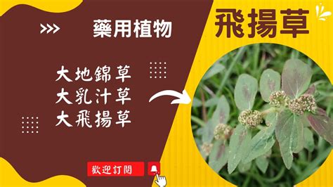 大飛揚加桂枝|大飛揚草功效主治